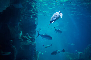 Fototapeta na wymiar Fish and tourtle underwater