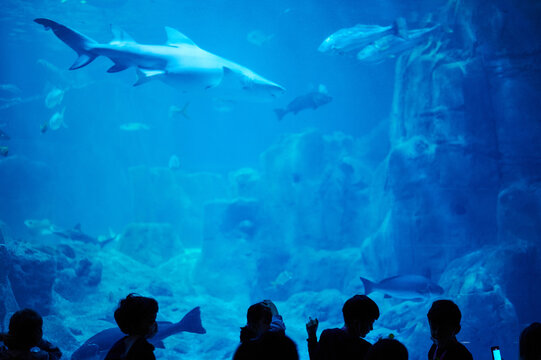 People watch big shark in aquarium