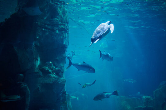 Fish and tourtle underwater