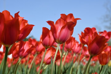 Colorful tulips in the garden