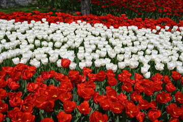 Colorful tulips in the garden