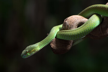 White-lipped island pit vipers coiled around a tree branch