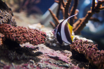 Stripe color fish swim around coral