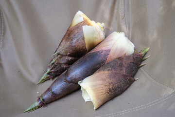 採れたてのタケノコ