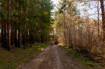 Fototapeta premium A forest in Samarskaya Luka National Park!