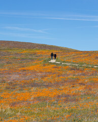A couple walking in a field of California poppies