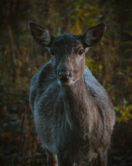 deer in the forest