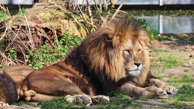 The lion, Panthera leo is one of the four big cats in the genus Panthera and a member of the family Felidae