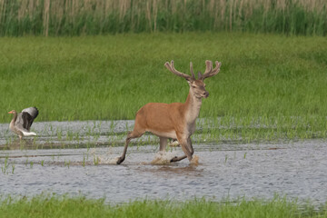 Jeleń szlachetny łąc. Cervus elaphus  przebiegający przez wodę na tle zielonej trawy. Fotografia Stawy Milickie, Milicz, Polska.