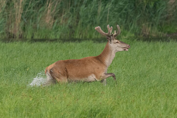 Jeleń szlachetny łac. Cervus elaphus biegnący przez trawę w wodzie. Fotografia Stawy Milickie,...