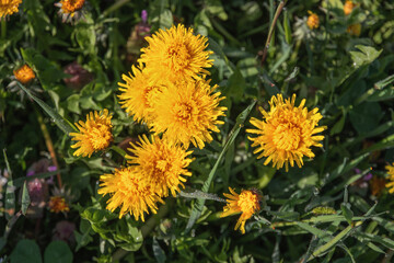 Yellow dandelions in the green grass on a sunny morning. Dandelion in the grass. Green grass. Close-up. Spring Greens. Spring mood. Selective focus.