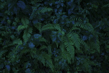 Fototapeta na wymiar green fern in the rain