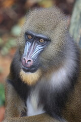Close up view of mandrill (Mandrillus sphinx)
