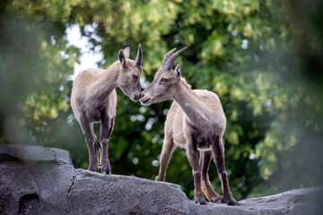Naklejka na ściany i meble Alpine ibex (Capra ibex) mother with child