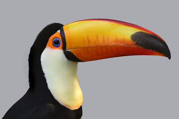 Close up of beautiful Toco Toucan (Ramphastos toco)