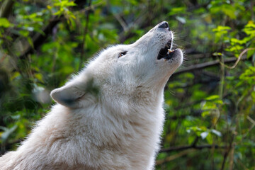 portrait of a howling white wolf (Canis lupus hudsonicus) - 500616536