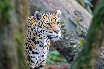 Fototapeta na wymiar A Jaguar (Panthera Onca) portrait