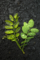 green leaf on the ground