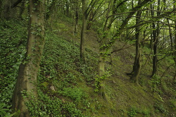 Vegetation in an urban park