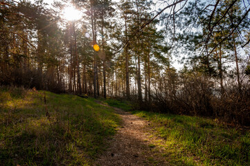 Fototapeta premium Morning forest in Samrskaya Luka National Park!
