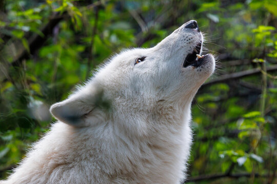 portrait of a howling white wolf (Canis lupus hudsonicus)