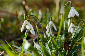 Snowdrop , or Galanthus is a genus of perennial herbs of the Amaryllidaceae family