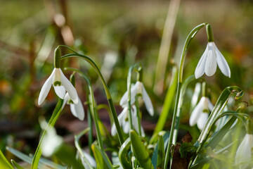 Snowdrop , or Galanthus is a genus of perennial herbs of the Amaryllidaceae family