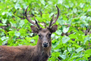 Portrait of a male sambar deer