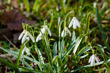 Snowdrop , or Galanthus is a genus of perennial herbs of the Amaryllidaceae family