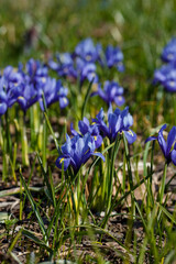  Iridodictium reticulum is a species of herbaceous plants of the genus Iridodictium of the Iris family ( Iridaceae )