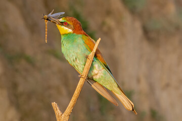 Żołna łac. Merops apiaster na gałęzi ze złapaną ważka w dziobie w świetle porannego słońca.. Fotografia z Delta Dunaju Rumunia.