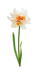 Narcissus Tahiti flower on stem with leaves isolated on white background                    