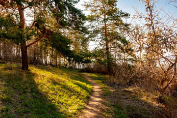 Morning forest in Samrskaya Luka National Park!