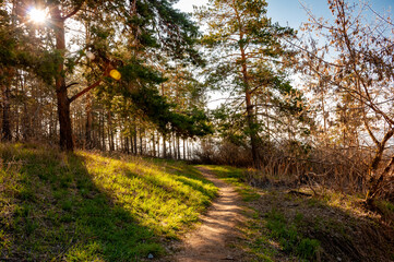 Morning forest in Samrskaya Luka National Park!