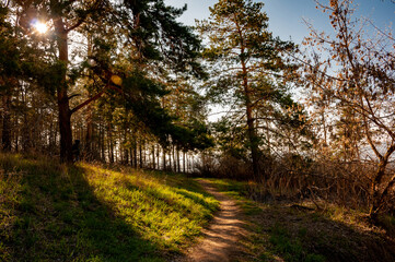 Fototapeta premium Morning forest in Samrskaya Luka National Park!