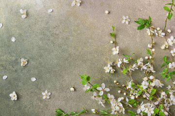 Flower composition. Spring cherry blossom branches with buds on green concrete background. flat lay. top view