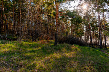 Morning forest in Samrskaya Luka National Park!