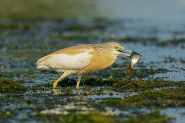 Czapla modronosa łac. Ardeola ralloides brodząca na mokradłach ze złapaną rybą w dziobie. Fotografia z Delta Dunaju Rumunia.