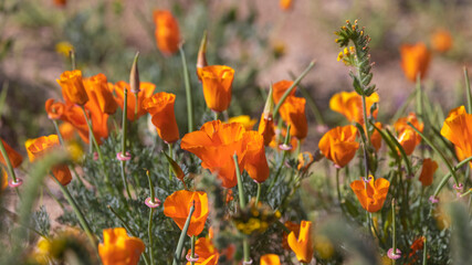 Poppy flower bloom at Antelope Valley in California , Selective focus