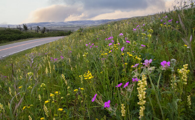 Obraz premium Summer wildflowers meadow in Glacier national park