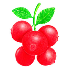 branch with cranberries
