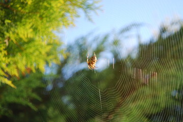 spider on cobweb, background, wallpaper