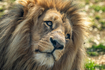 Katanga Lion or Southwest African Lion, panthera leo bleyenberghi. Head Close Up. Natural Habitat. Big lion with dark mane in the green grass in the savanna.Portrait of an african lion in the green.