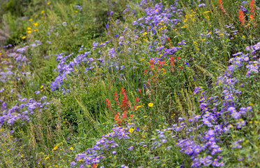 Fototapeta premium Indian paintbrush flowers in wildflower meadow during summer time in Colorado