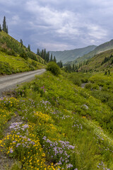 Fototapeta premium Colorful wildflowers along dirt road in Colorado rocky mountains, Two image focus stacked.