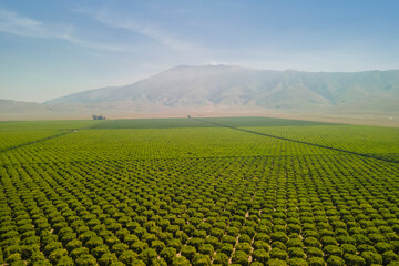 Olive Plantation in Bakersfield, California. Aerial shot.