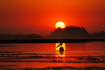 Widok czerwonego wschodu słońca w Delcie Dunaju z pelikanem pływającym w wodzie.