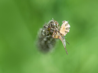 Fly killed by parasitic fungus, Entomophthora muscae.
