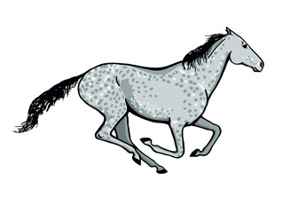 Plakat Galloping horse or mustang. Dapple grey color coat pony running. Equine gallop motion. Isolated vector hand drawn cartoon pose.