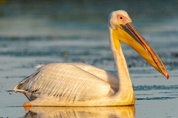 Pelikan różowy łac. Pelecanus onocrotalus pływający w ciemno błękitnej wodzie. Fotografia z Delta Dunaju, Rumunia.